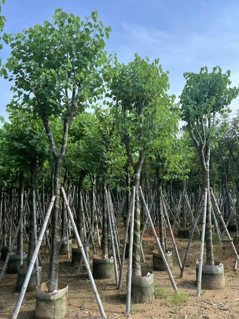宫粉紫荆10～18公分产地直发规格齐全质量保证
