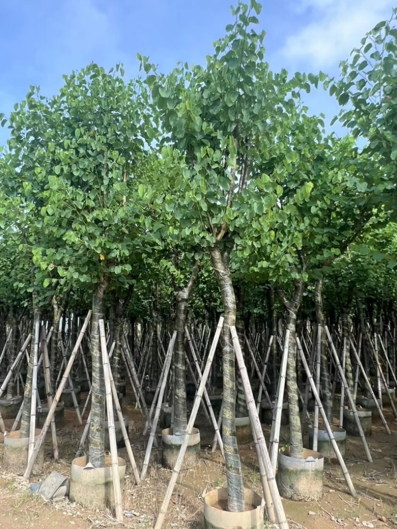 宫粉紫荆10～18公分产地直发规格齐全质量保证