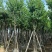 宫粉紫荆10～18公分产地直发规格齐全质量保证