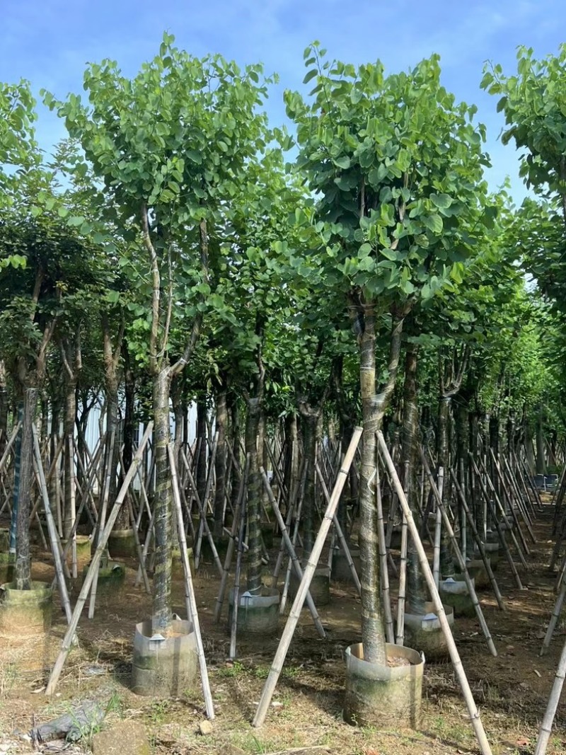 宫粉紫荆10～18公分产地直发规格齐全质量保证