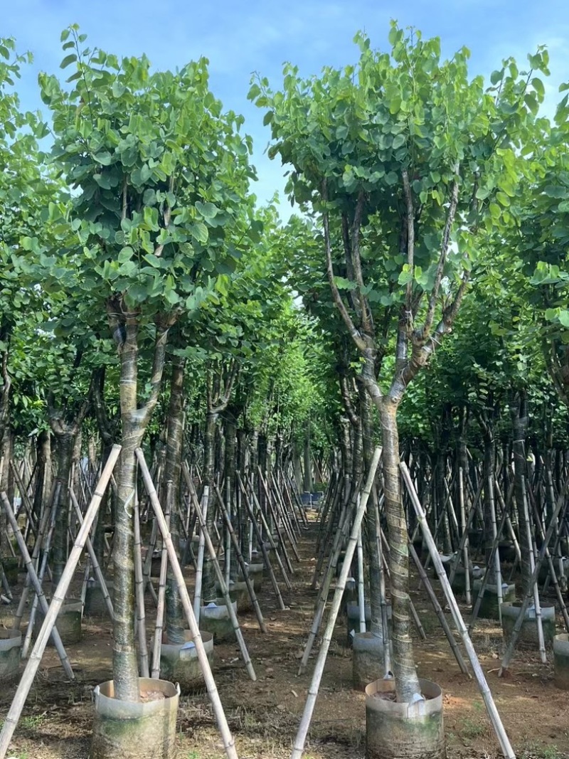 宫粉紫荆10～18公分产地直发规格齐全质量保证