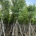 宫粉紫荆10～18公分产地直发规格齐全质量保证