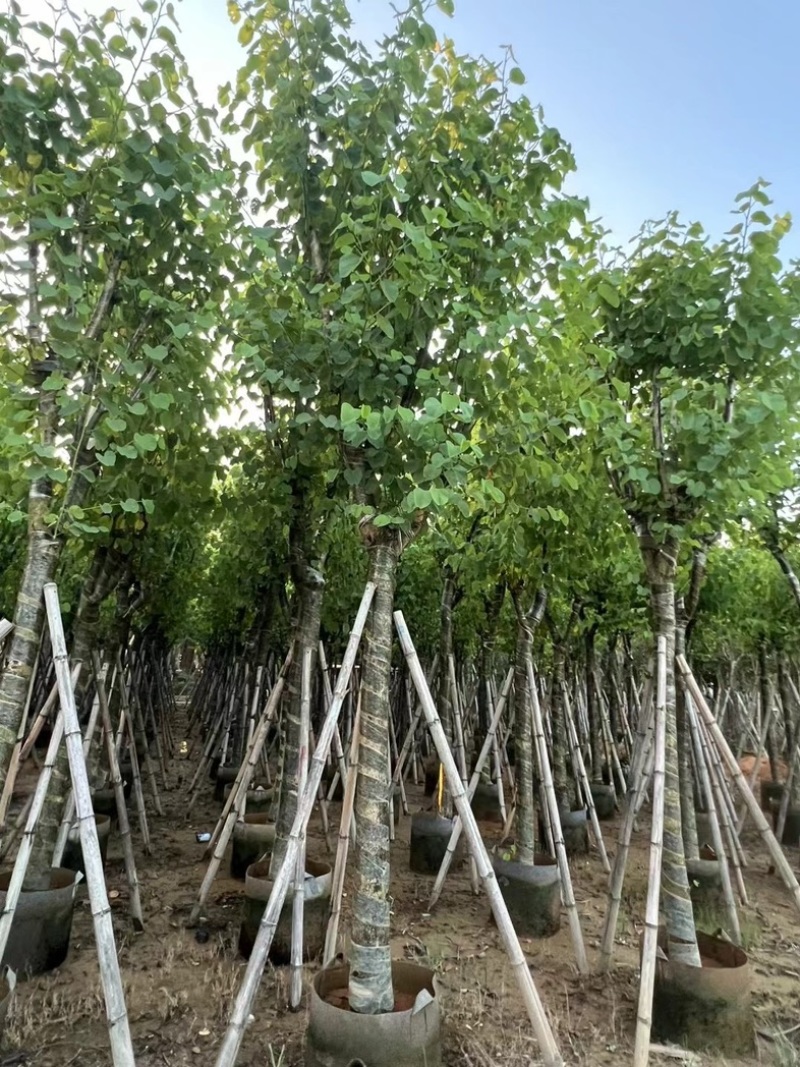宫粉紫荆10～18公分产地直发规格齐全质量保证