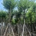 宫粉紫荆10～18公分产地直发规格齐全质量保证