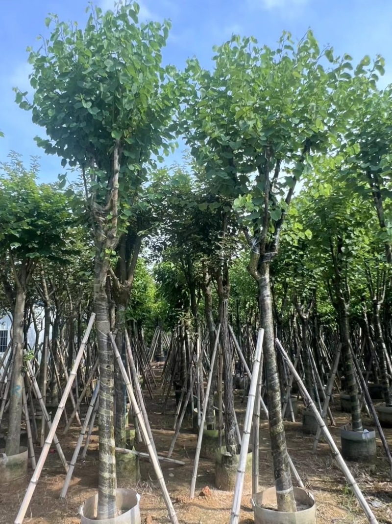 宫粉紫荆10～18公分产地直发规格齐全质量保证