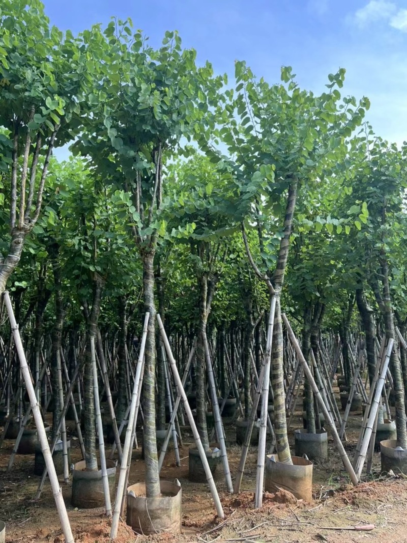 宫粉紫荆10～18公分产地直发规格齐全质量保证