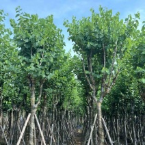宫粉紫荆10～18公分产地直发规格齐全质量保证