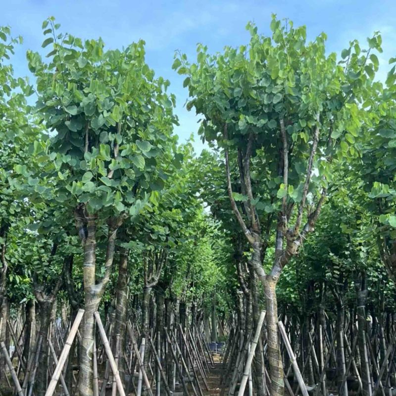 宫粉紫荆10～18公分产地直发规格齐全质量保证