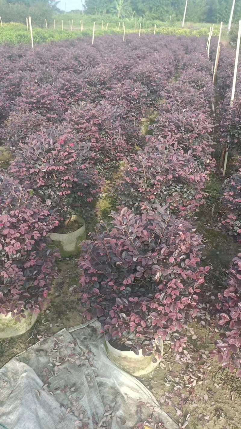 红花继木球50～2米产地直发规格齐全质量保证