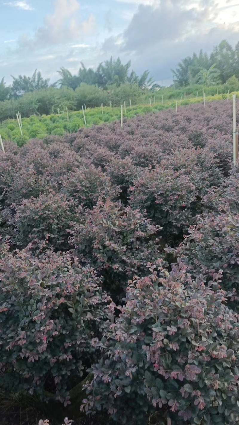 红花继木球50～2米产地直发规格齐全质量保证