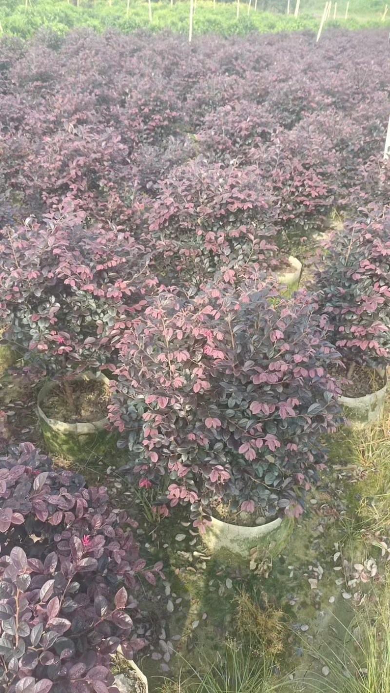 红花继木球50～2米产地直发规格齐全质量保证