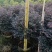 红花继木球50～2米产地直发规格齐全质量保证