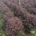 红花继木球50～2米产地直发规格齐全质量保证