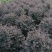 红花继木球50～2米产地直发规格齐全质量保证