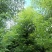 养冠香樟10～20公分产地直发规格齐全质量保证