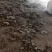 优质鸡粪谷壳鸡粪大量供应对接各大果园种植基地老板