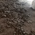 优质鸡粪谷壳鸡粪大量供应对接各大果园种植基地老板