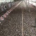 优质鸡粪谷壳鸡粪大量供应对接各大果园种植基地老板