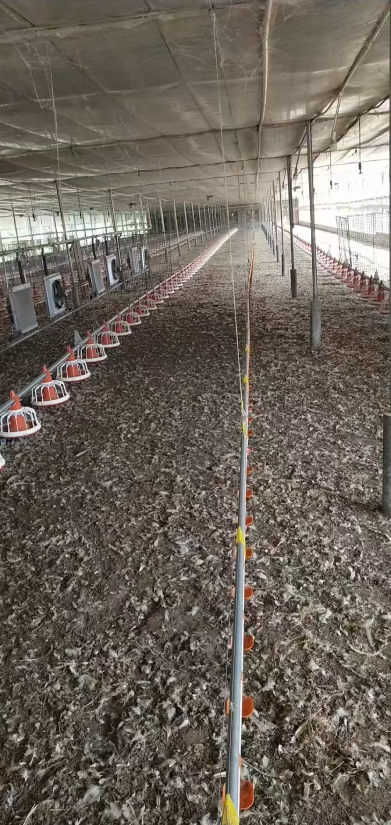 优质鸡粪谷壳鸡粪大量供应对接各大果园种植基地老板