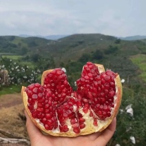 四川突尼斯软籽石榴，基地直采大量现货对接全国各地