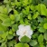 广西精品栀子花苗大叶栀子花玫瑰中叶栀子花四川栀子花