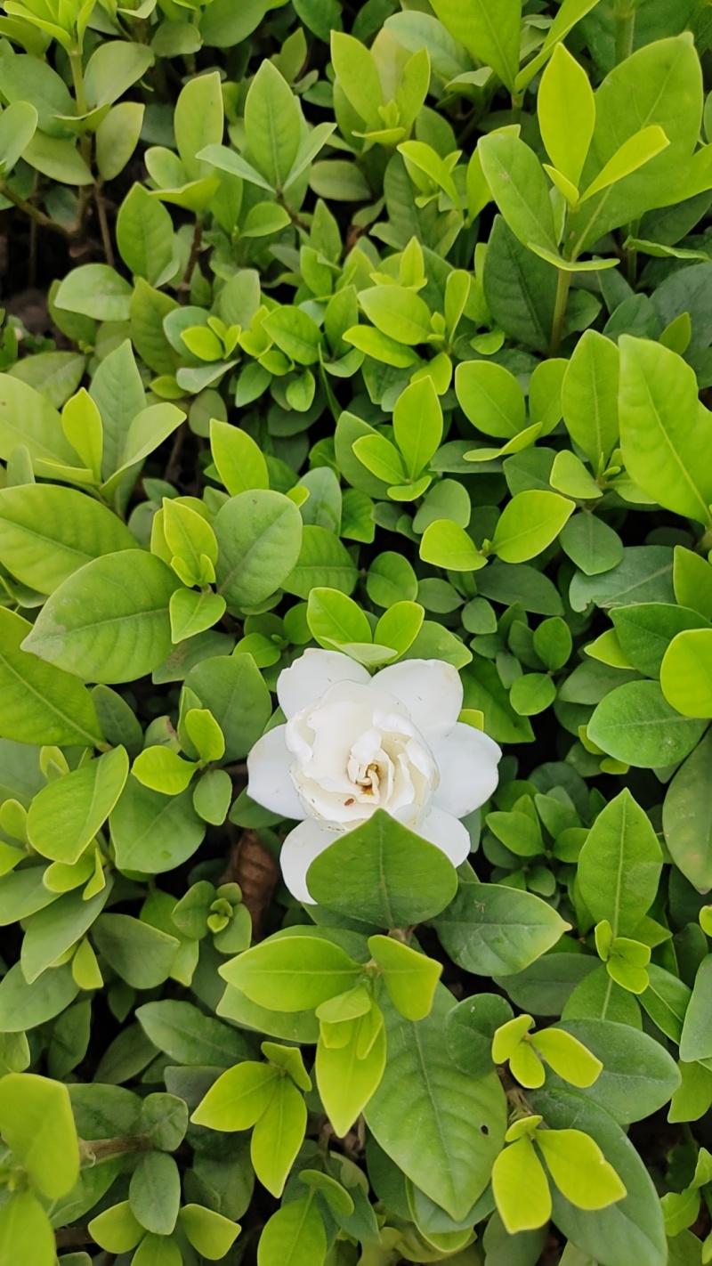 广西精品栀子花苗大叶栀子花玫瑰中叶栀子花四川栀子花