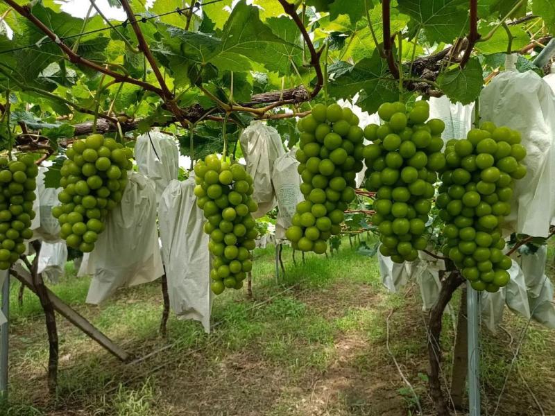 河南夏邑阳光玫瑰葡萄串型好口感佳产地直供品质保障量大价优