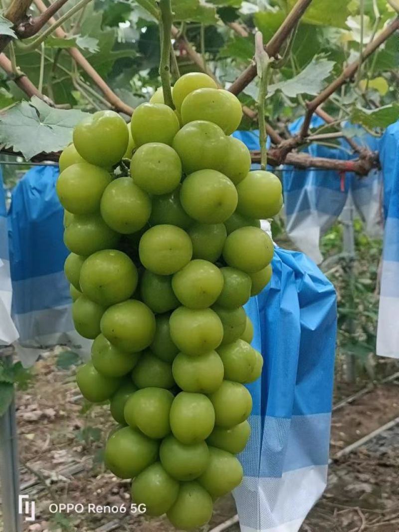 河南夏邑阳光玫瑰葡萄串型好口感佳产地直供品质保障量大价优