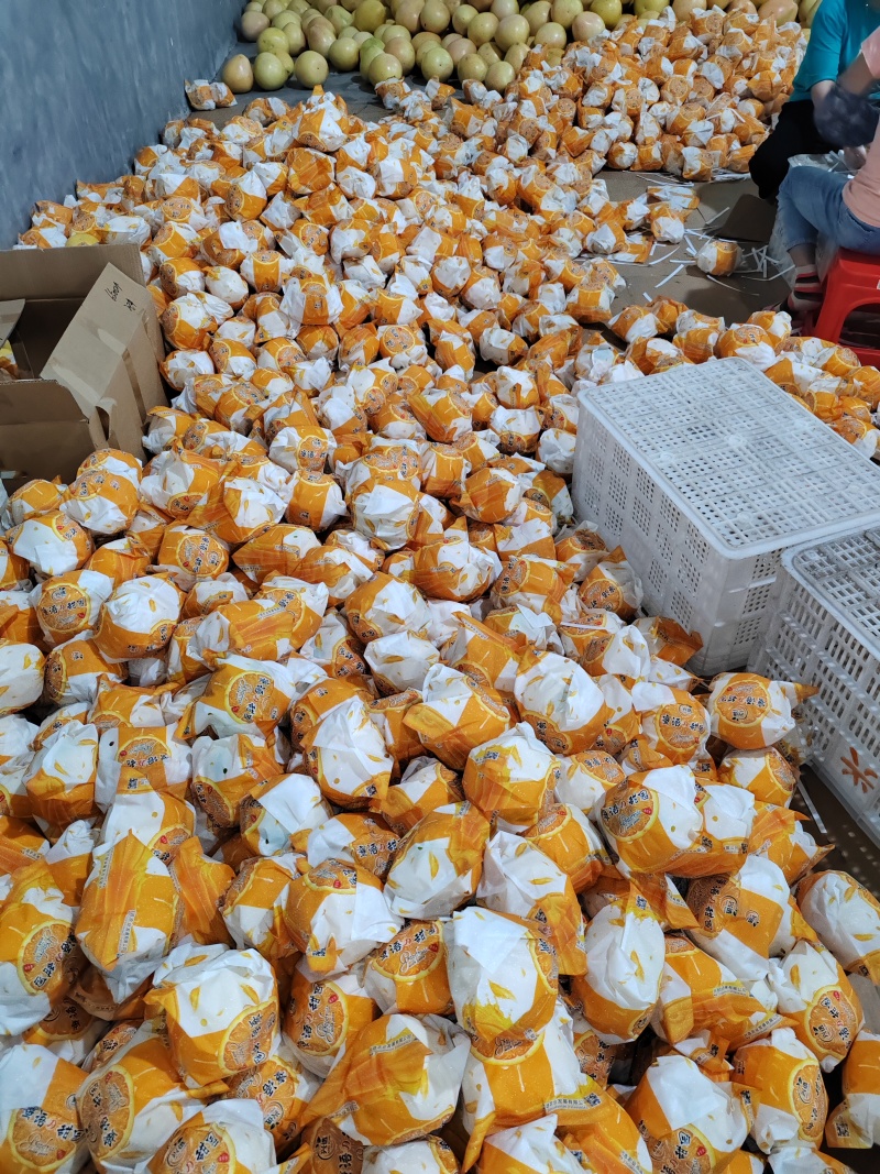 福建平和爆汁葡萄柚产地直发可以对接批发商超市电商