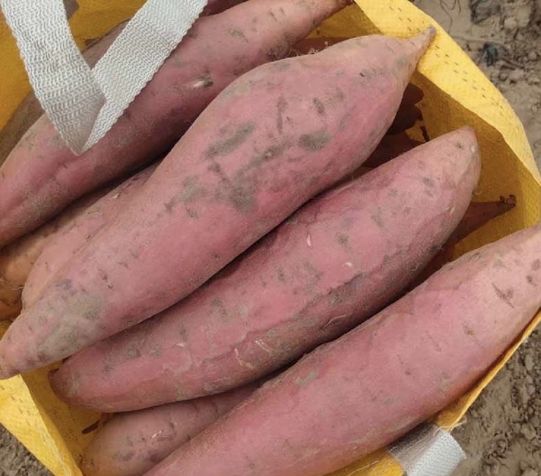 烟薯与普通红薯对比图,展示其颜色、形状和个头的差异 烟薯与其他红薯品种对比图