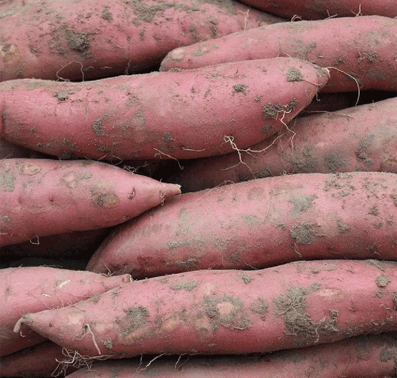 烟薯采收后的堆放场景