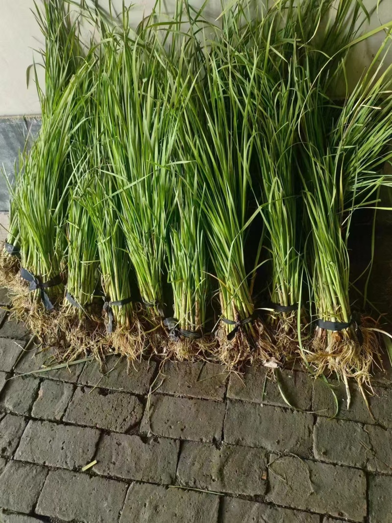 大量供应优质香蒲苗水蜡烛自产自销可技术指导