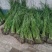 大量供应优质香蒲苗水蜡烛自产自销可技术指导