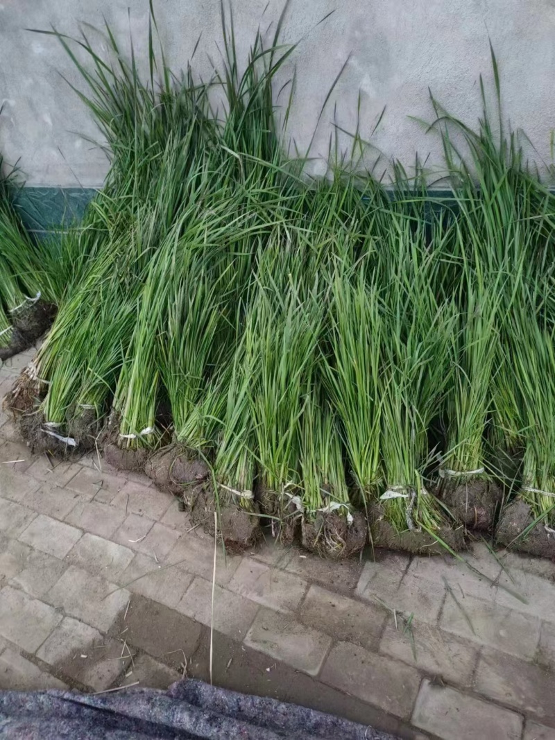 大量供应优质香蒲苗水蜡烛自产自销可技术指导