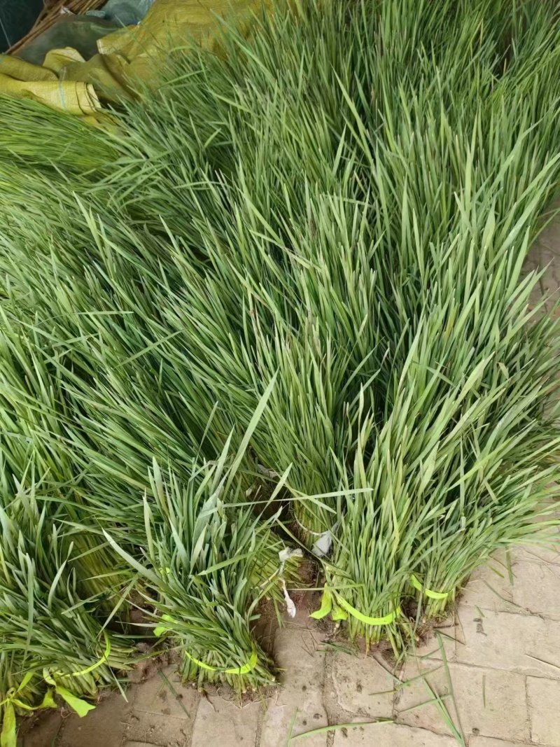大量供应优质香蒲苗水蜡烛自产自销可技术指导