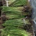 大量供应优质香蒲苗水蜡烛自产自销可技术指导