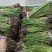 大量供应优质香蒲苗水蜡烛自产自销可技术指导