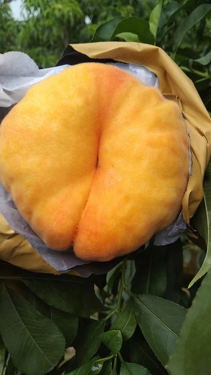 毛蟠桃