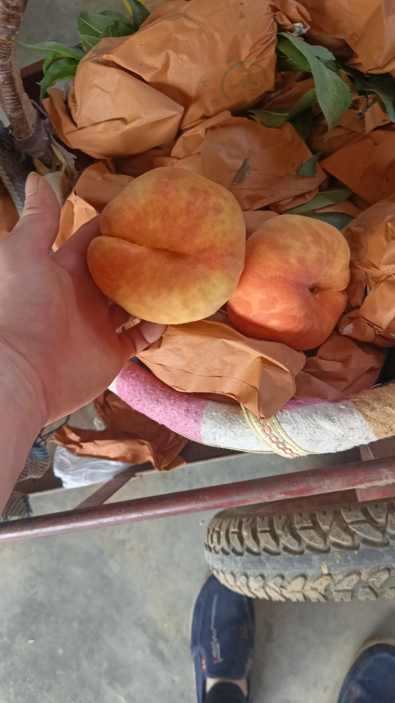 毛蟠桃