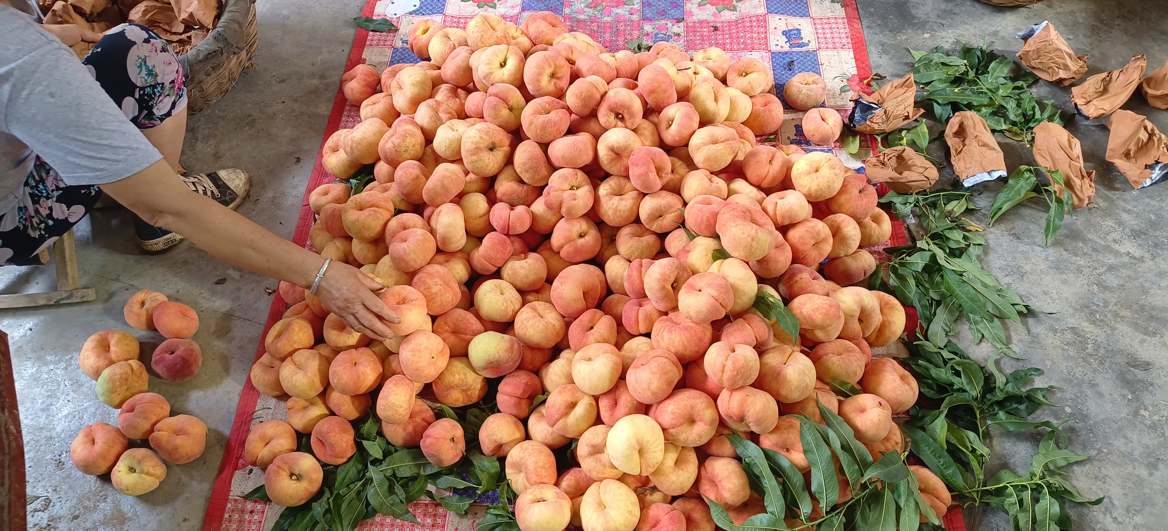 孕妇正在挑选新鲜蟠桃