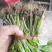 芹菜苗西芹苗苗圃直发量大从优提供技术支持欢迎来电