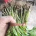 芹菜苗西芹苗苗圃直发量大从优提供技术支持欢迎来电