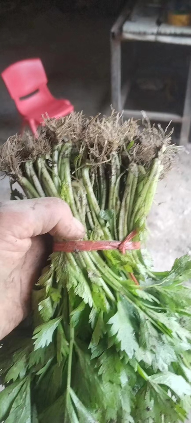 芹菜苗西芹苗苗圃直发量大从优提供技术支持欢迎来电