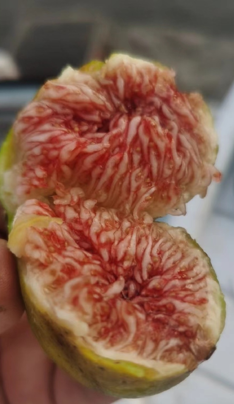 威海荣成青皮无花果，鲜无花果产地直发品质保证