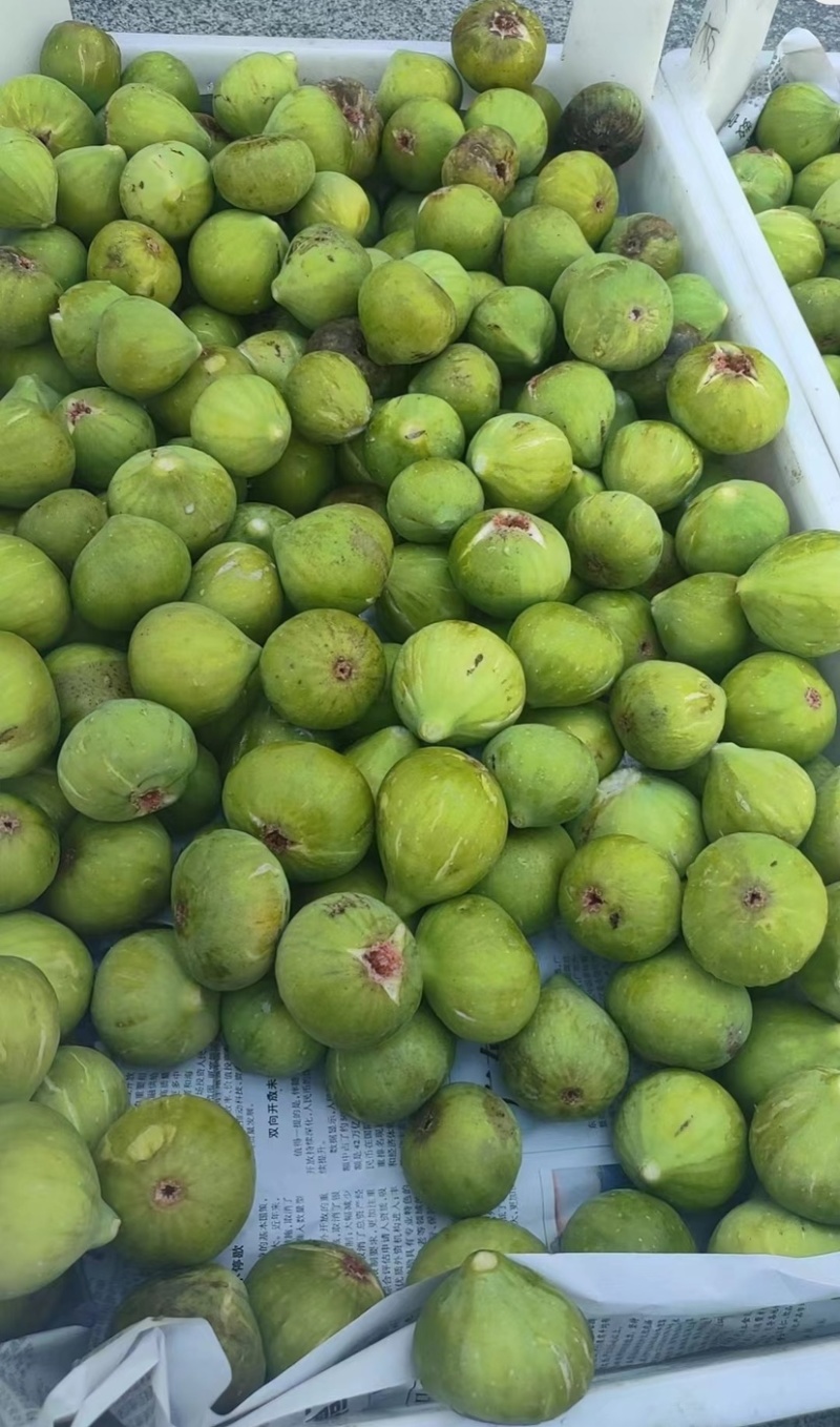 威海荣成青皮无花果，鲜无花果产地直发品质保证