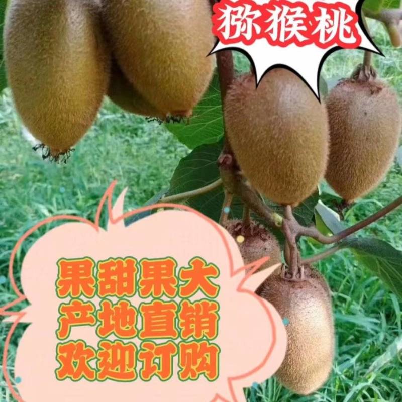 【翠香绿心猕猴桃】大量供应支持市场批发社区团购电商