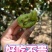 【翠香绿心猕猴桃】大量供应支持市场批发社区团购电商