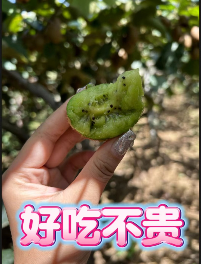 【翠香绿心猕猴桃】大量供应支持市场批发社区团购电商