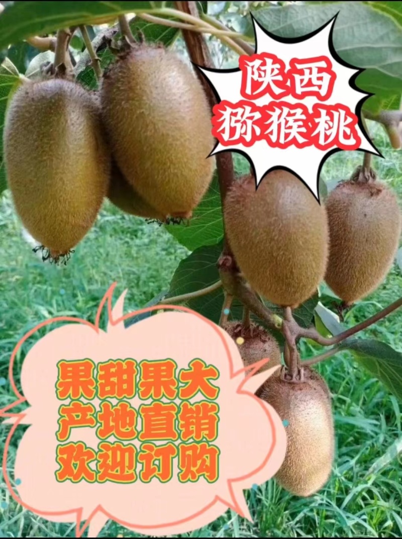 【翠香绿心猕猴桃】大量供应支持市场批发社区团购电商