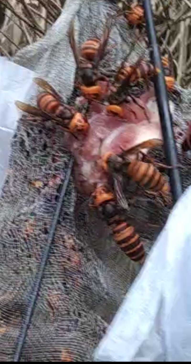 野生金还